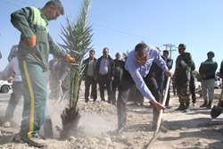 فرودی شهردار لار:  در هفته منابع طبیعی جمعا تعداد 700 نفر پاجوش نخل و اصله نهال به همت واحد فضای سبز شهرداری در سطح شهر کاشت می شود 